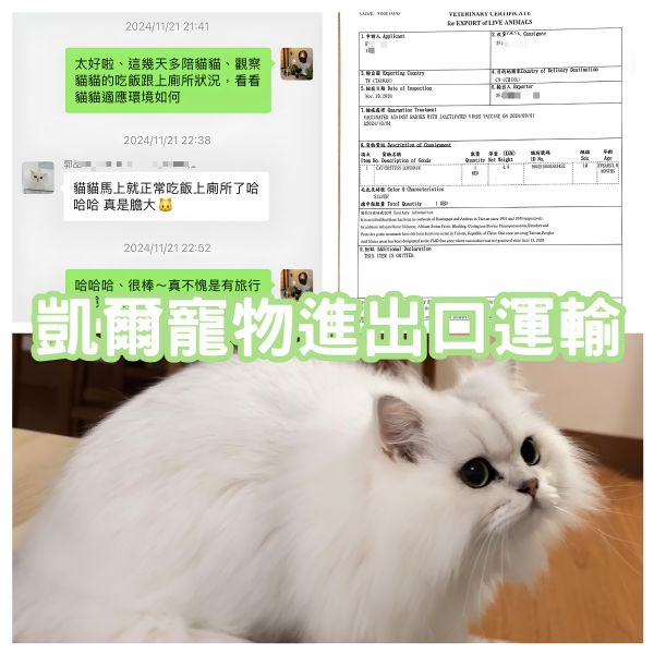 2024/11/21『中國』美貓金吉拉台灣飛中國~~~~~